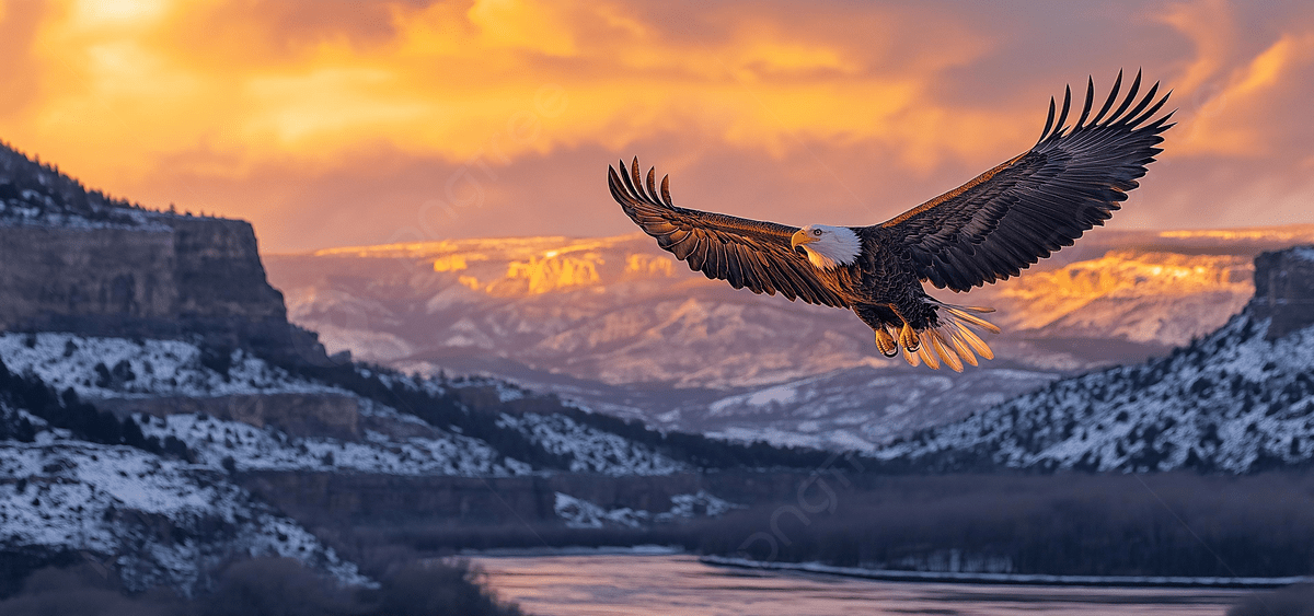 https://sibirders.info/wp-content/uploads/2026/02/pngtree-bald-eagle-soaring-at-sunset-over-snowy-mountains-picture-image_16008483.png