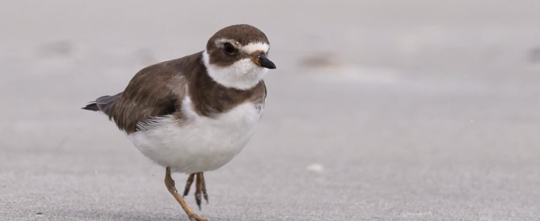 SIB “Bird of the Week” – Semipalmated Plover