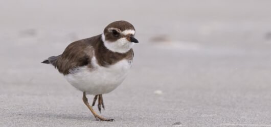 SIB “Bird of the Week” – Semipalmated Plover