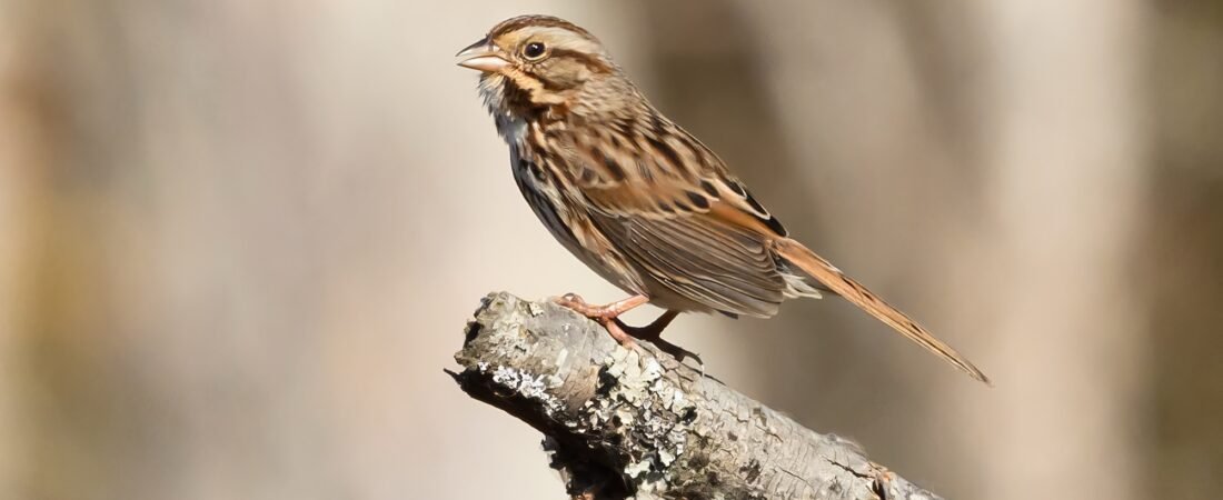 SIB Birds of the Week:  Sparrows