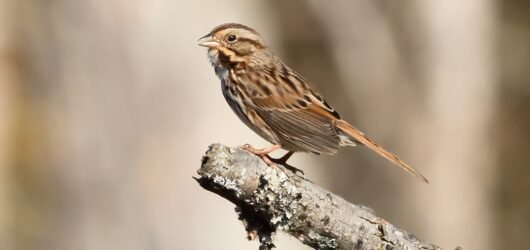 SIB Birds of the Week:  Sparrows