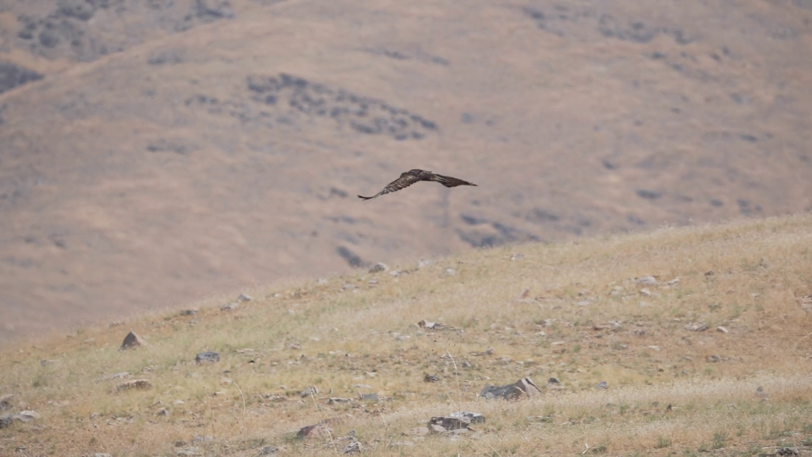 https://sibirders.info/wp-content/uploads/2026/02/videoblocks-goldeneagle_07232024_c5928b_hqfceodfr_thumbnail-1080_12.png