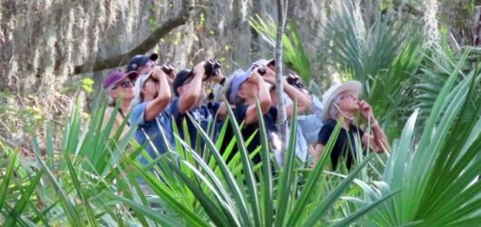 Rare Birds in South Carolina – Are There More Rare Birds Now? More Birders? Sparrows, Shorebirds, Seabirds, and Songbirds – Bird Every Bird!