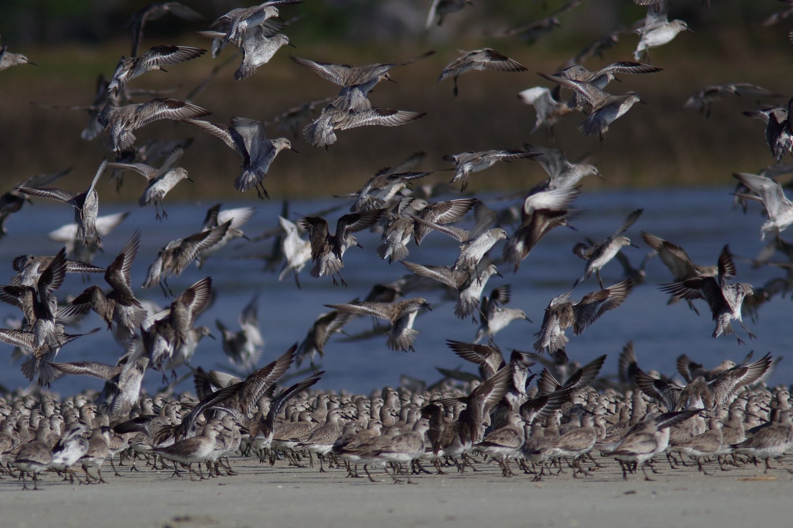 Red Knot Tracking Update 5: 2025 Wrap-Up