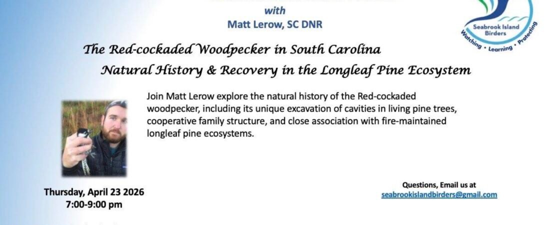 Recording of Matt Lerow Presentation on Red-cockaded Woodpecker Now Available