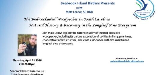 Recording of Matt Lerow Presentation on Red-cockaded Woodpecker Now Available