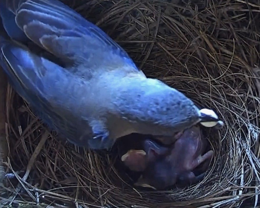 Did you know: How do birds keep nests clean