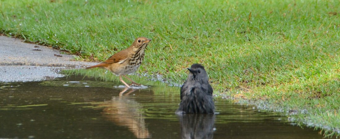 SIB “Bird of the Week” – Brown Thrasher