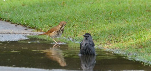 SIB “Bird of the Week” – Brown Thrasher
