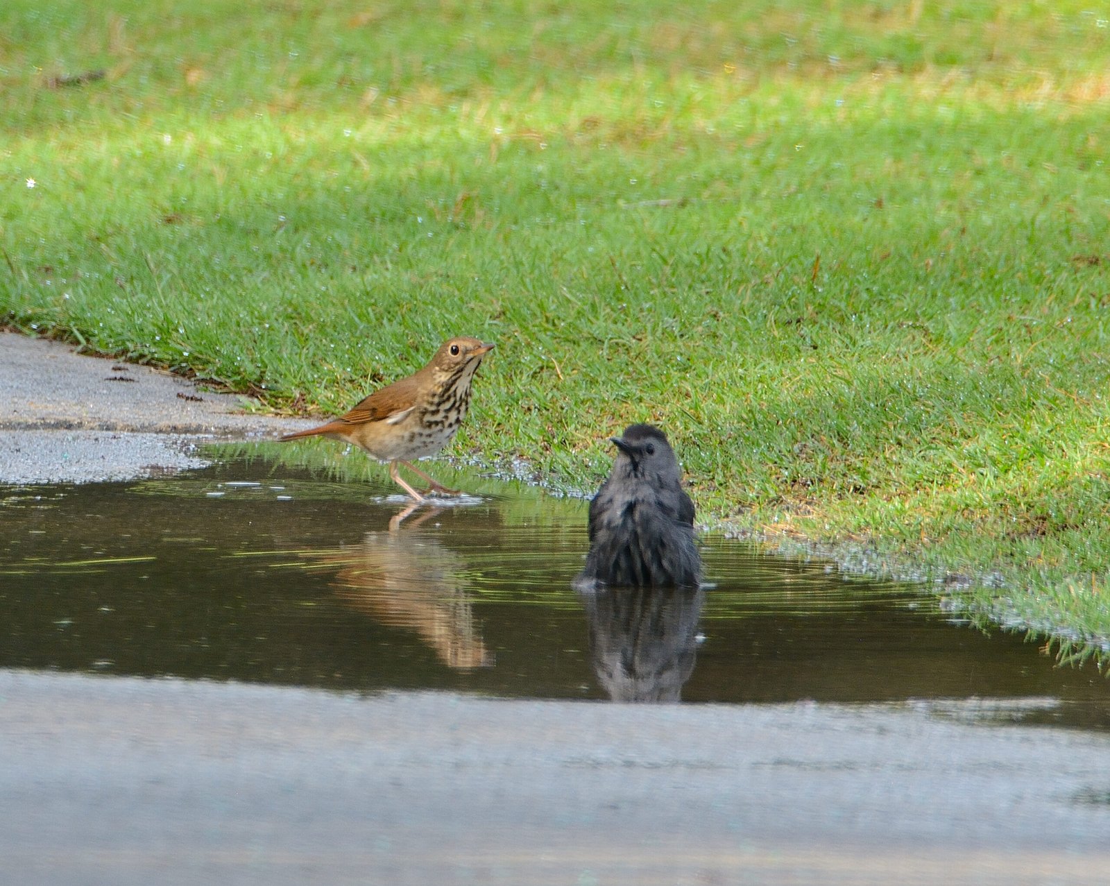 Birds love our water