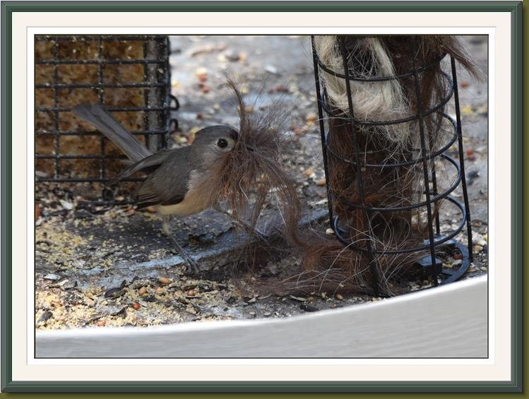 Did you know: You can help birds with nesting material