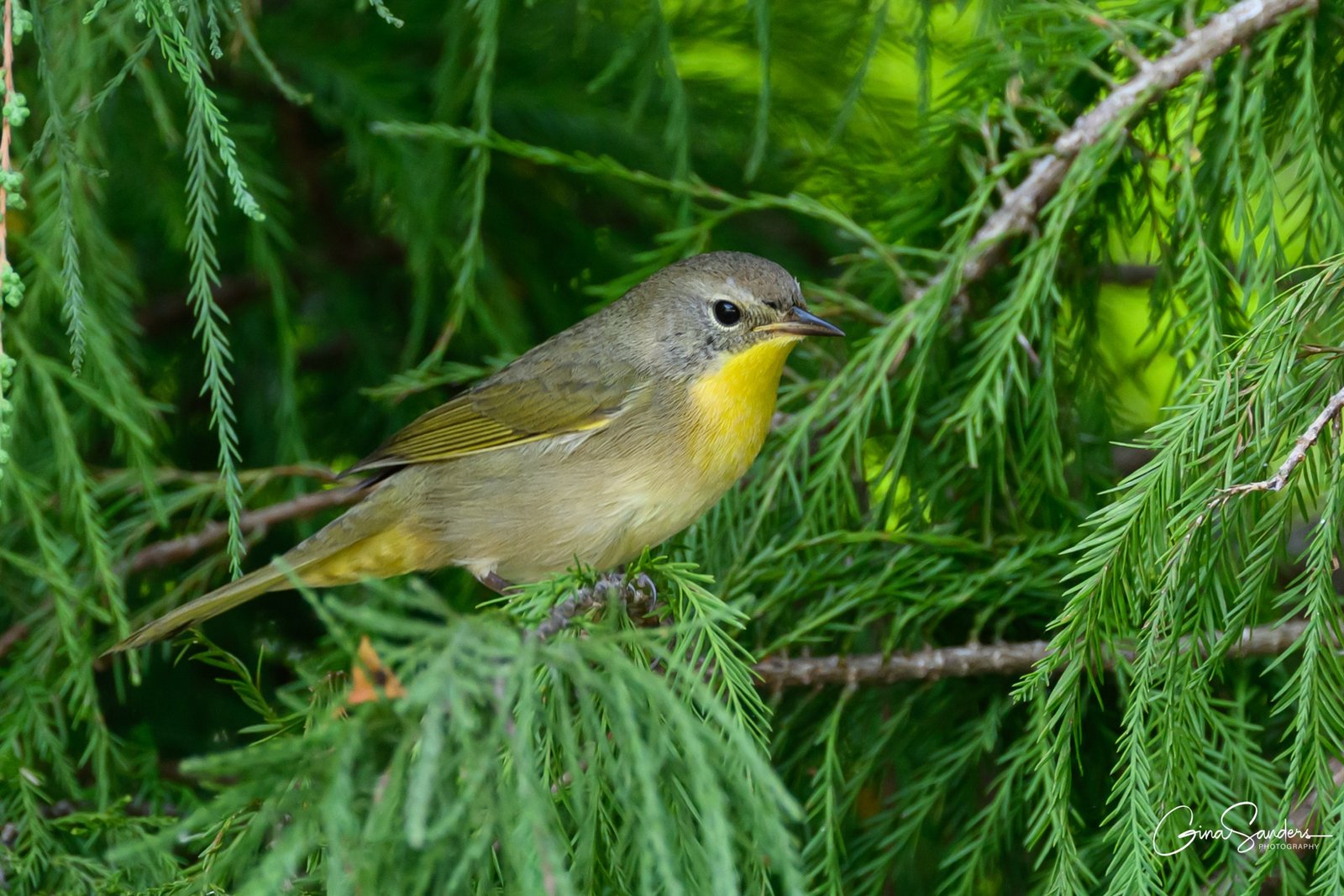 SIB “Bird of the Week” – Common Yellowthroat