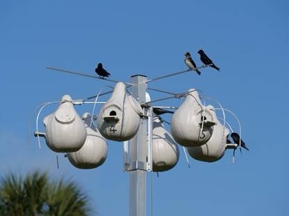 Join SIB: Learning Together – Purple Martins at the Equestrian Center