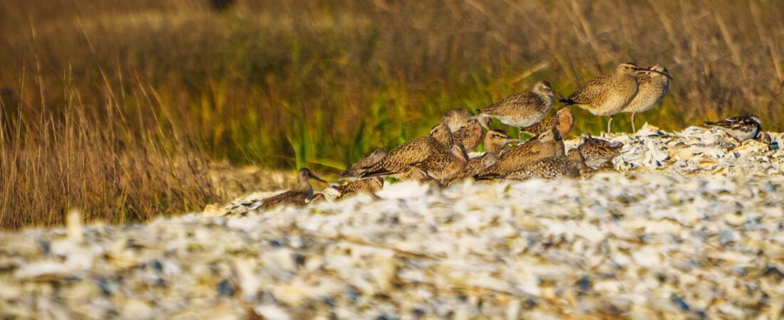 Did you know? Some birds have a “home away from home.”