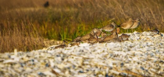 Did you know? Some birds have a “home away from home.”