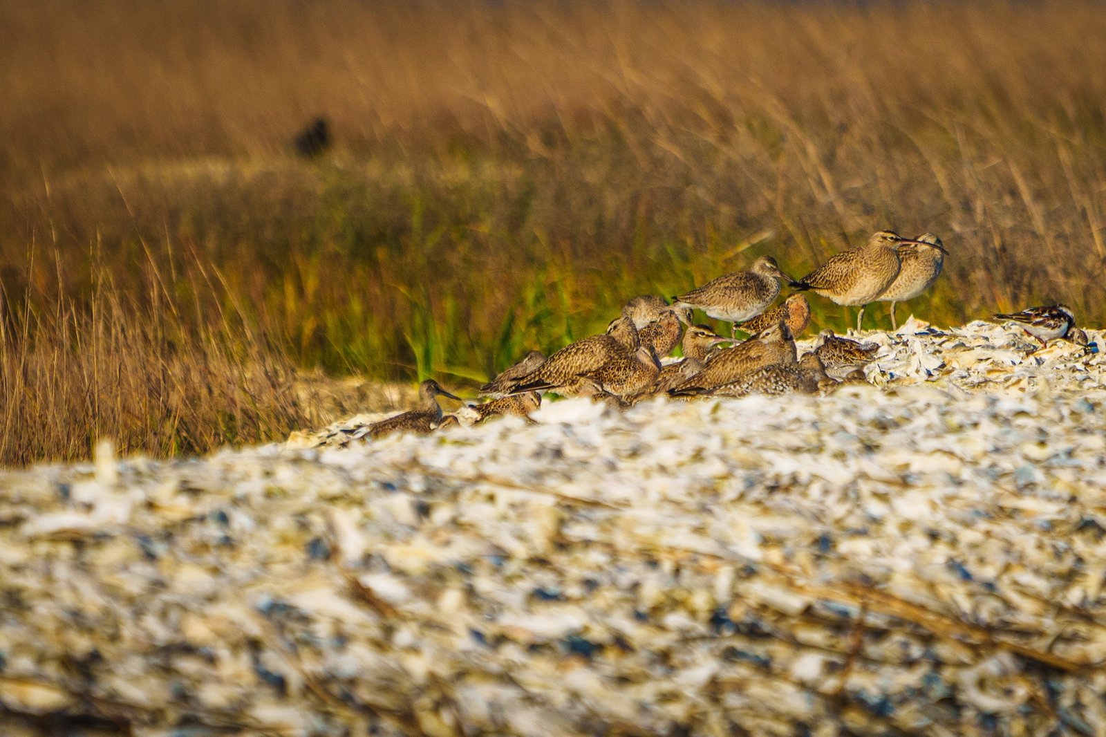 Did you know? Some birds have a “home away from home.”
