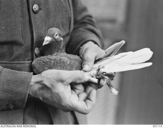 Memorial Day: Honoring the Carrier Pigeon
