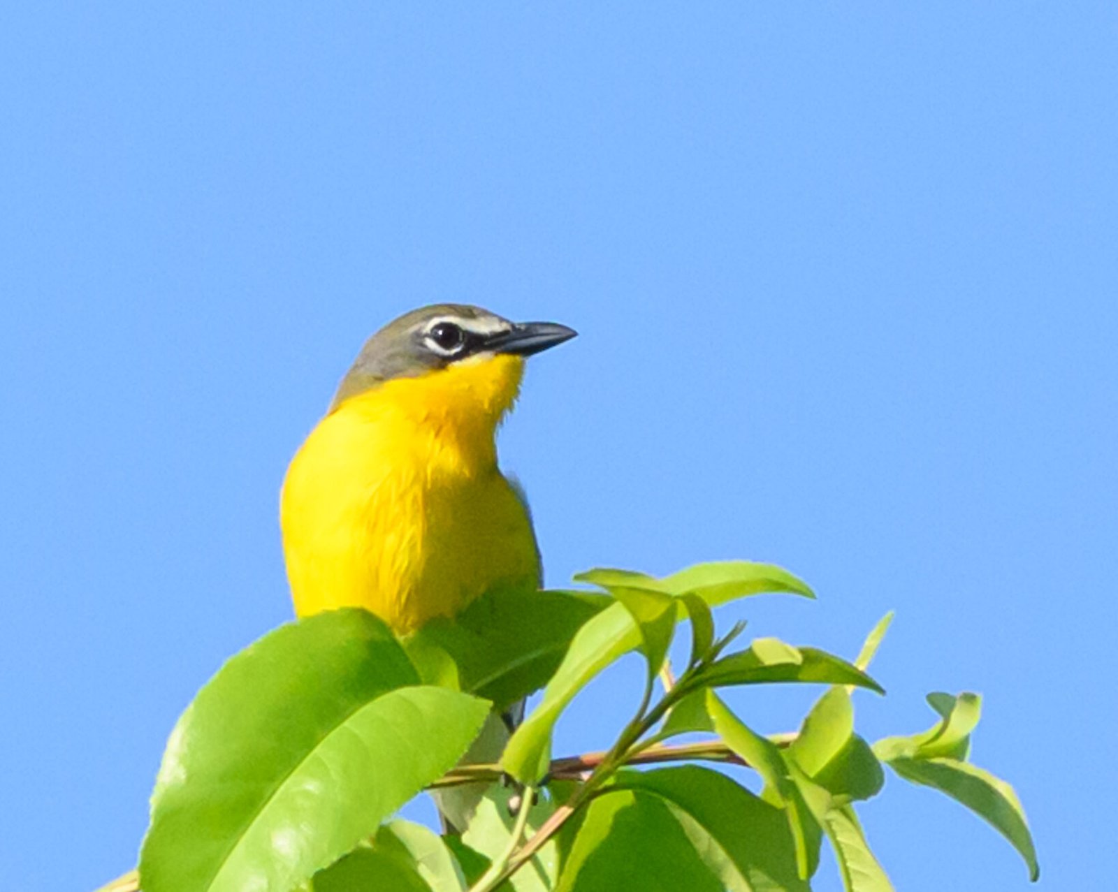 SIB “Bird of the Week” – Yellow-breasted Chat