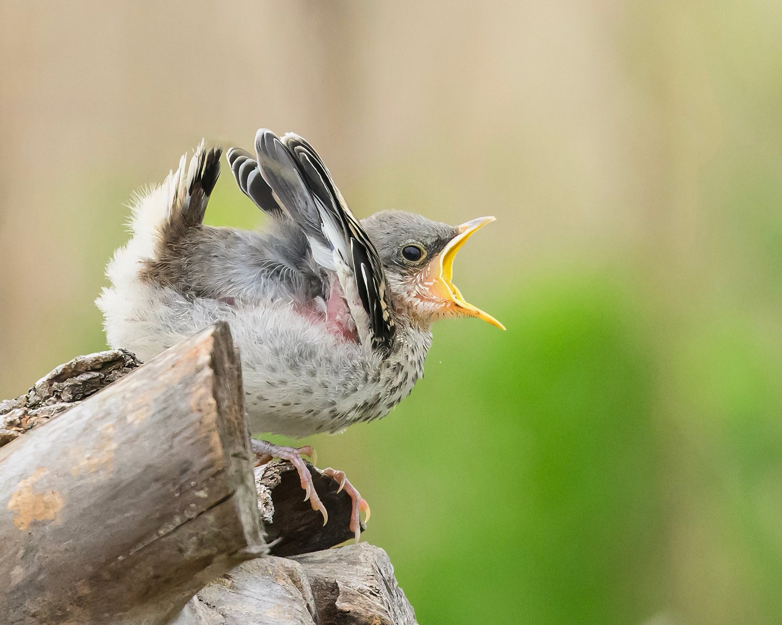Did you know: Being a baby bird is tough