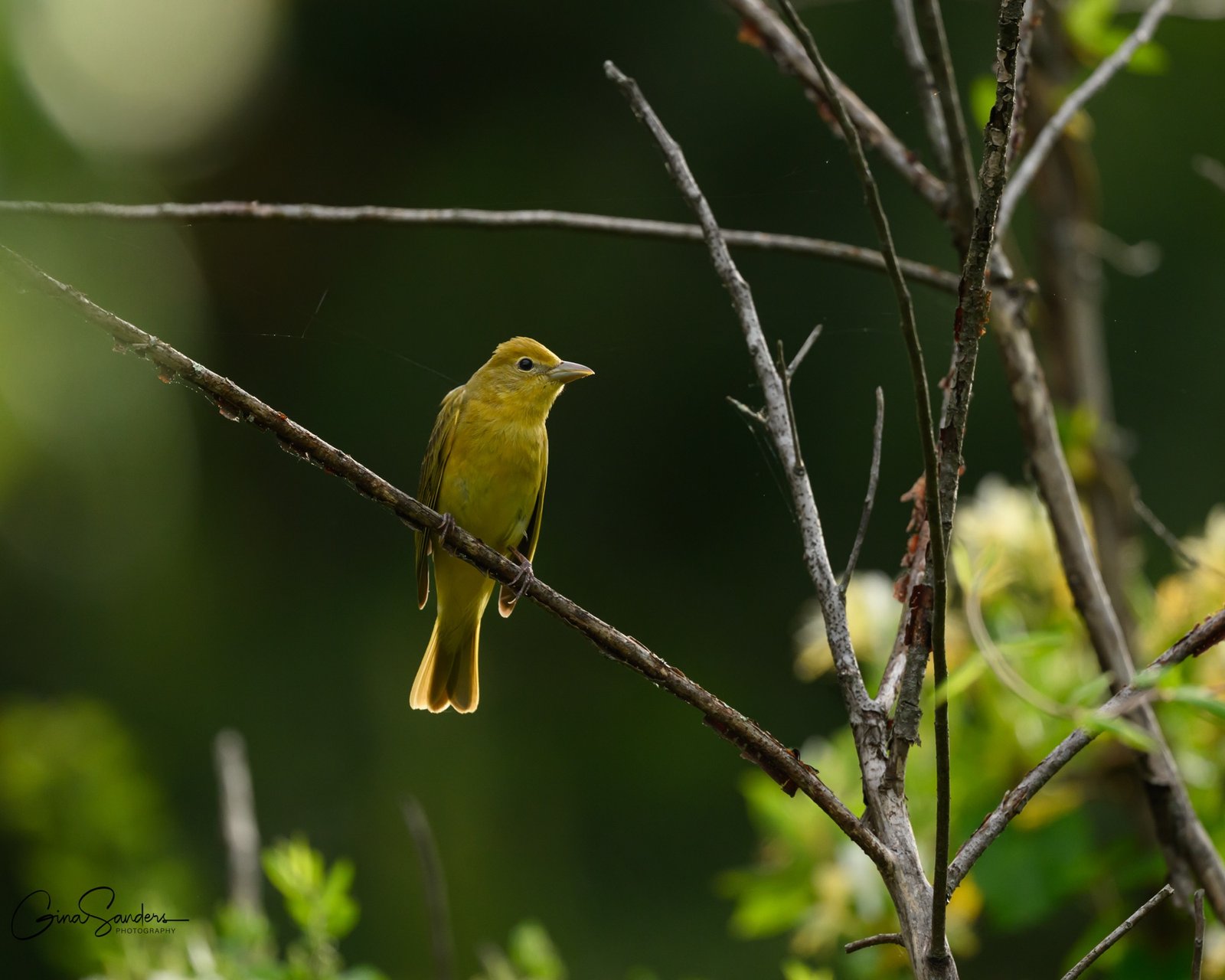 SIB “Bird of the Week” – Summer Tanager