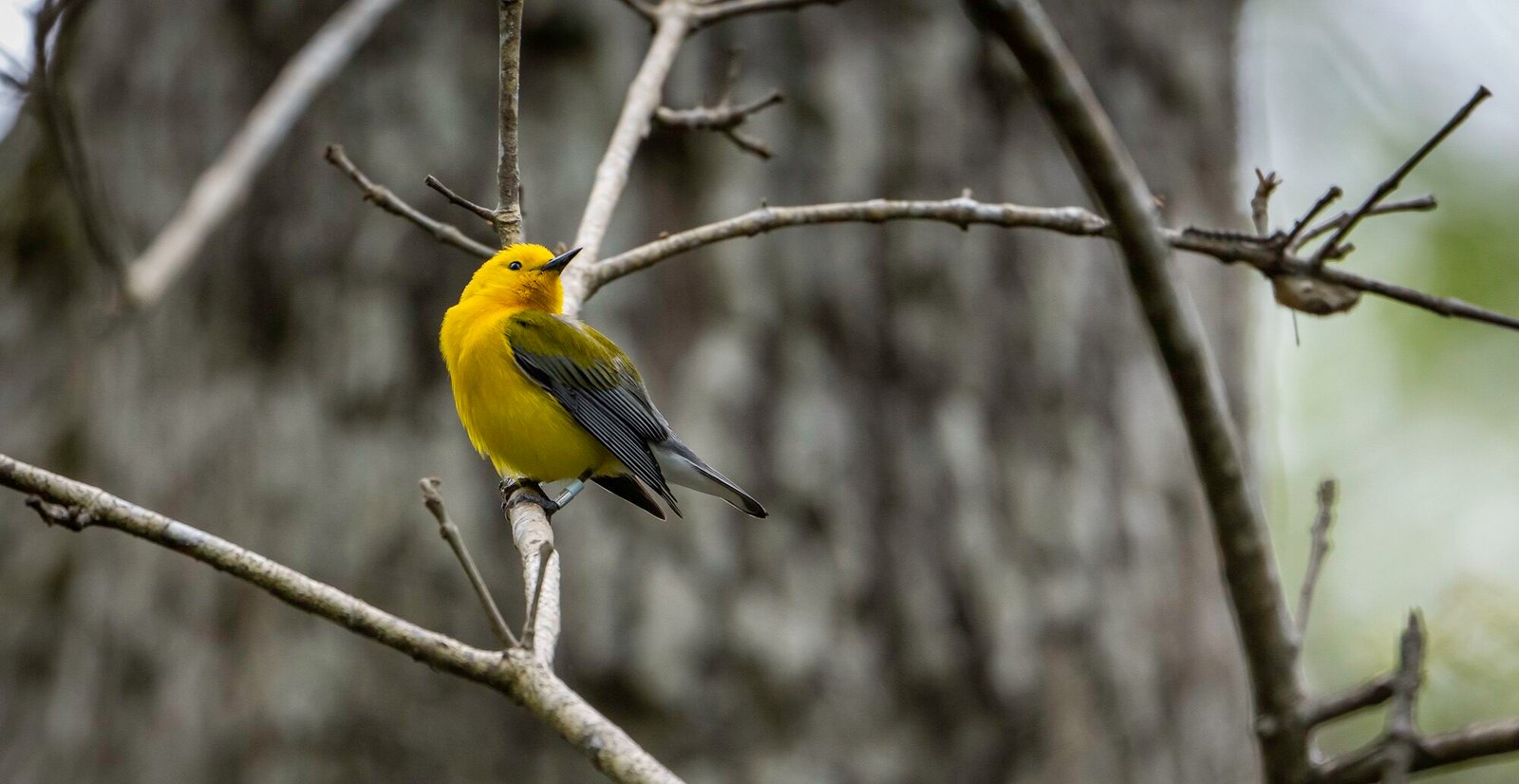 SIB “Bird of the Week” – Prothonotary Warbler