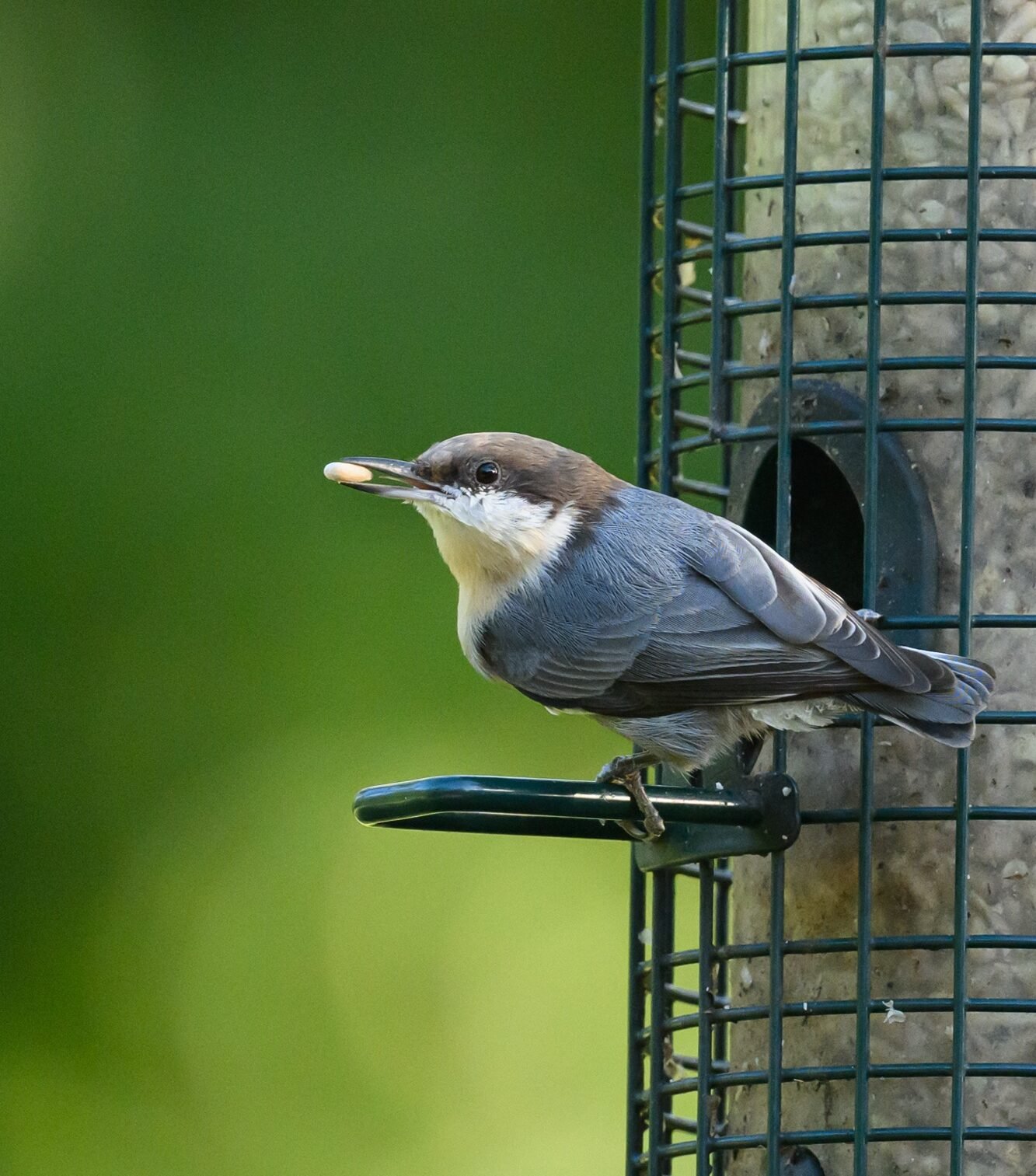 SIB “Bird of the Week” – Brown-headed Nuthatch