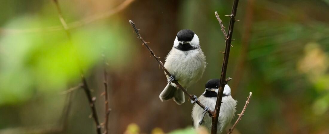 SIB “Bird of the Week”- Carolina Chickadee