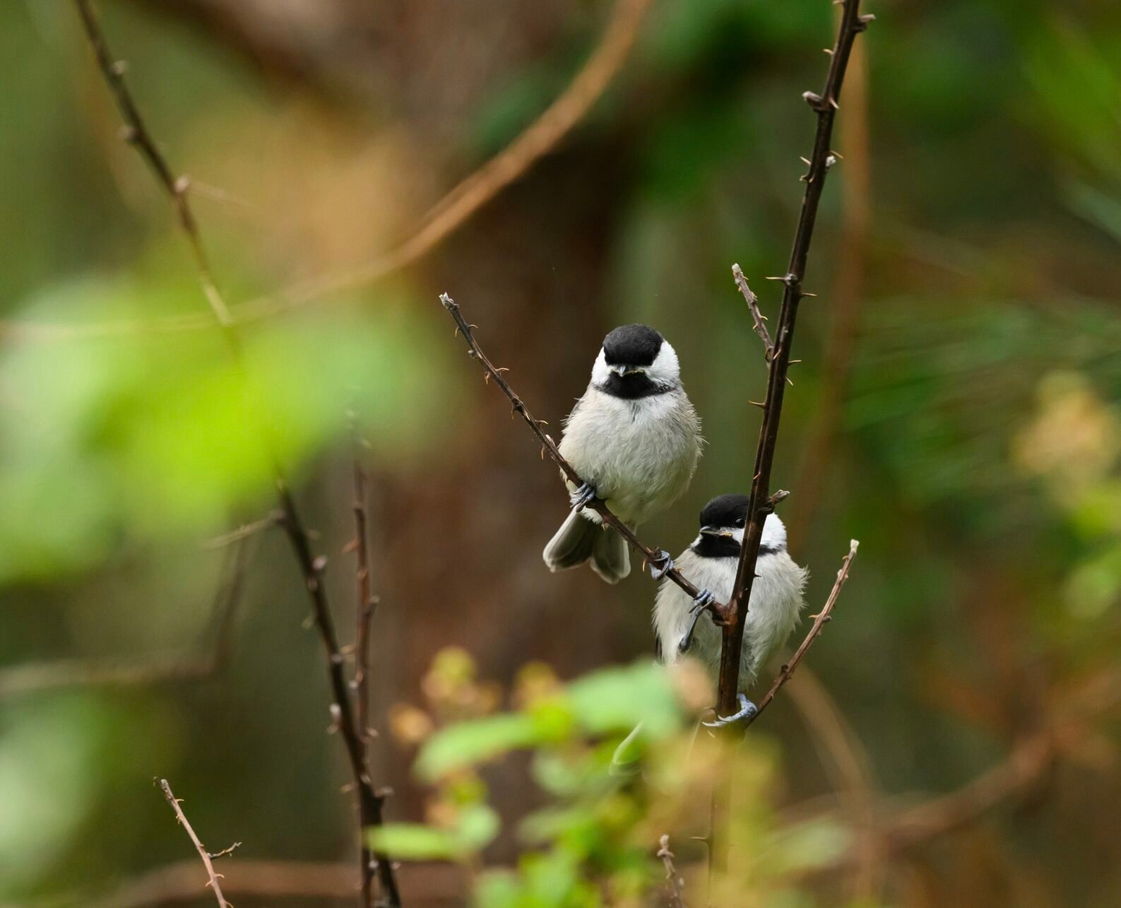 SIB “Bird of the Week”- Carolina Chickadee