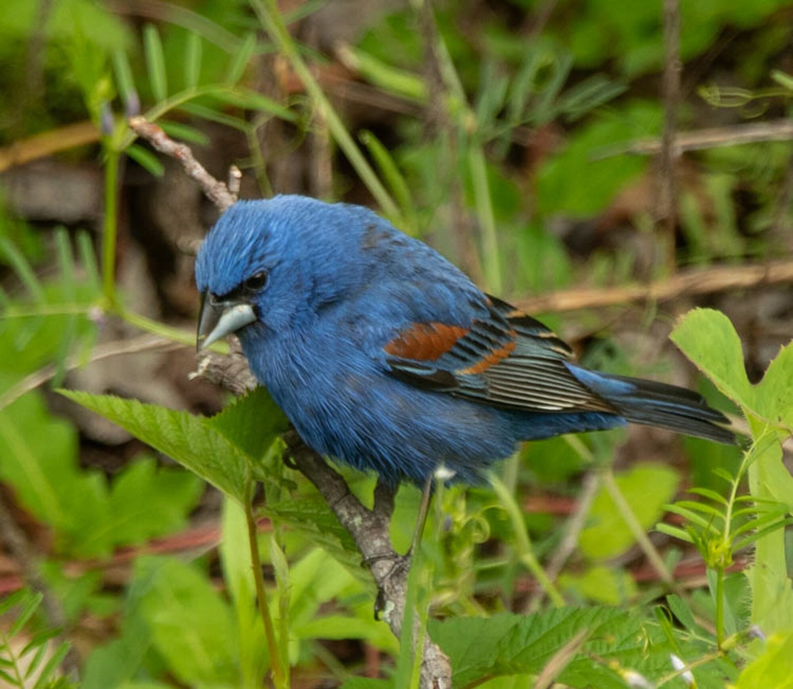SIB “Bird of the Week” – Blue Grosbeak