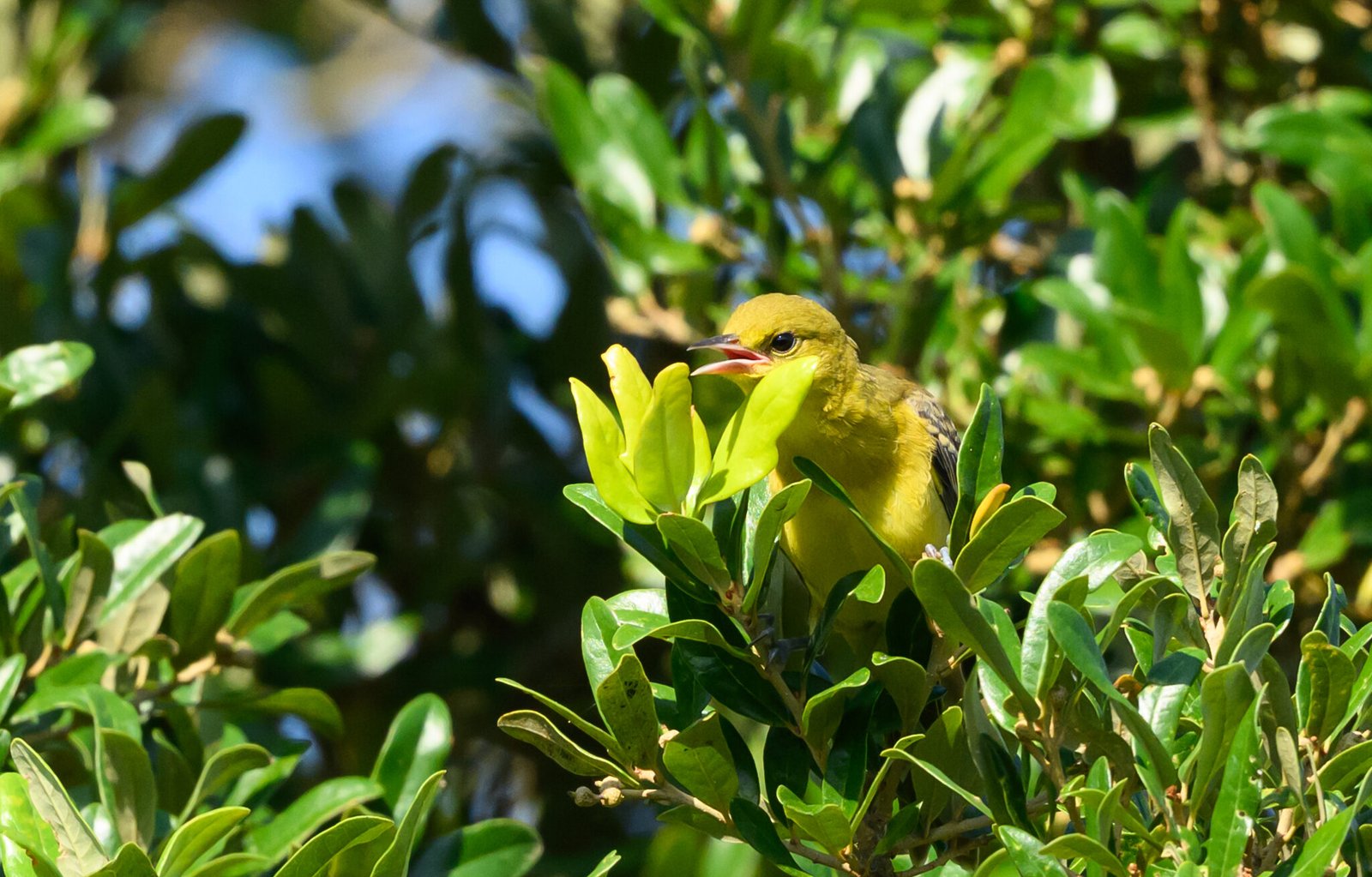 SIB “Bird of the Week” – Orchard Oriole