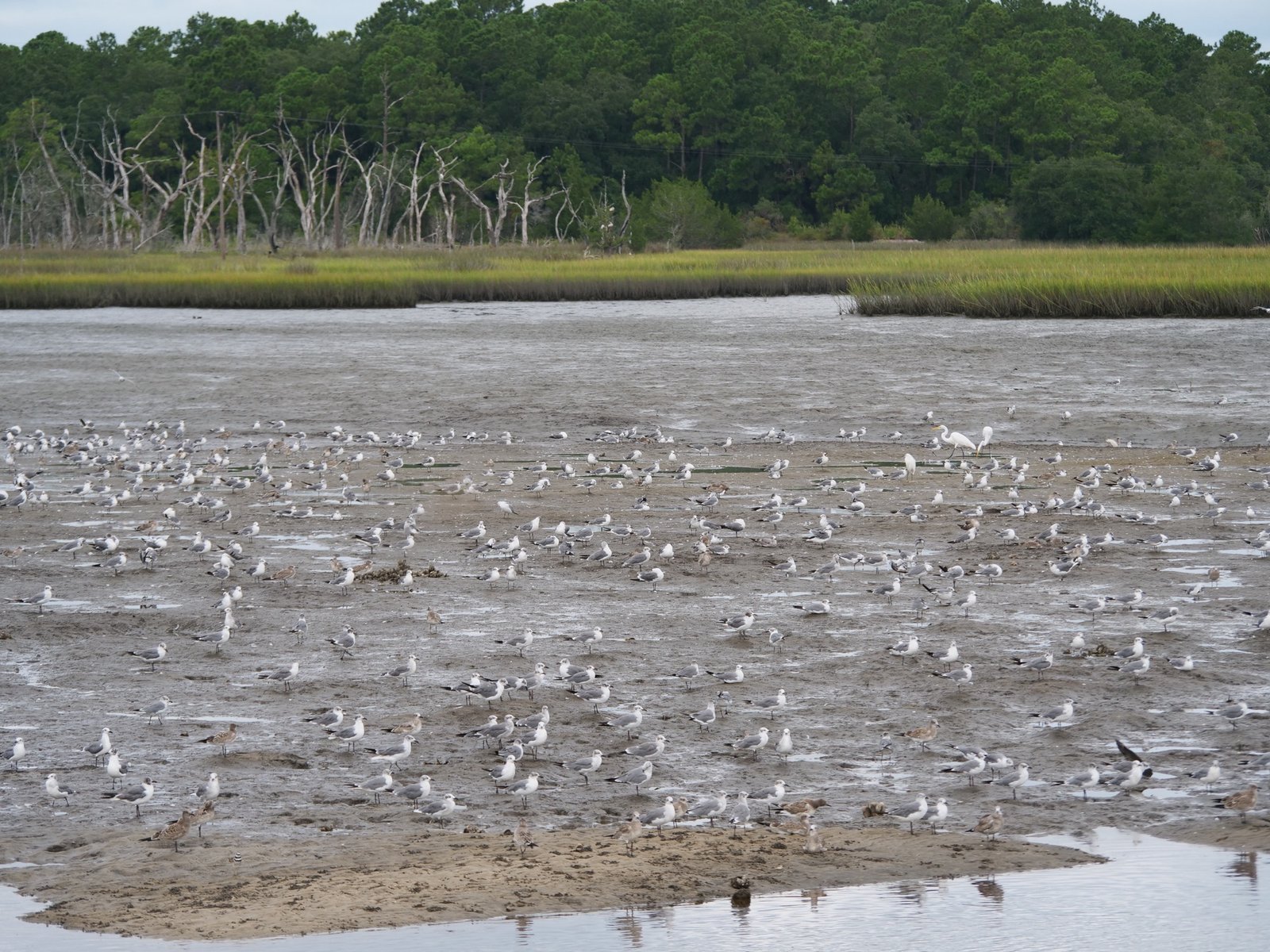 Join SIB to Bike and Bird the West Ashley Greenway