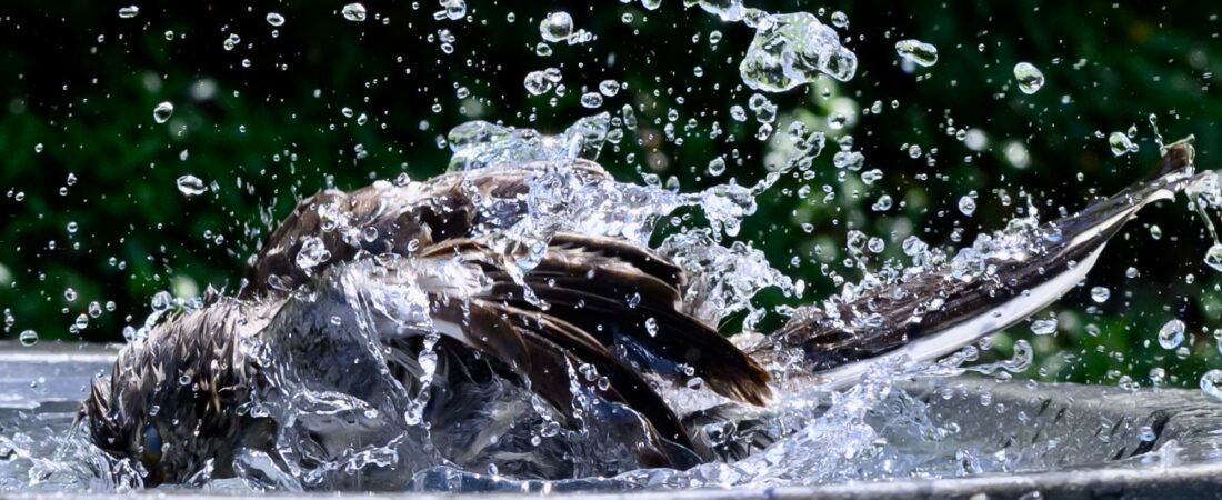 SIB Reports: Should you fill your birdbath with a hose?