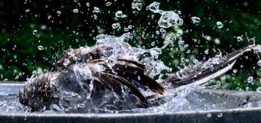 SIB Reports:  Should you fill your birdbath with a hose?