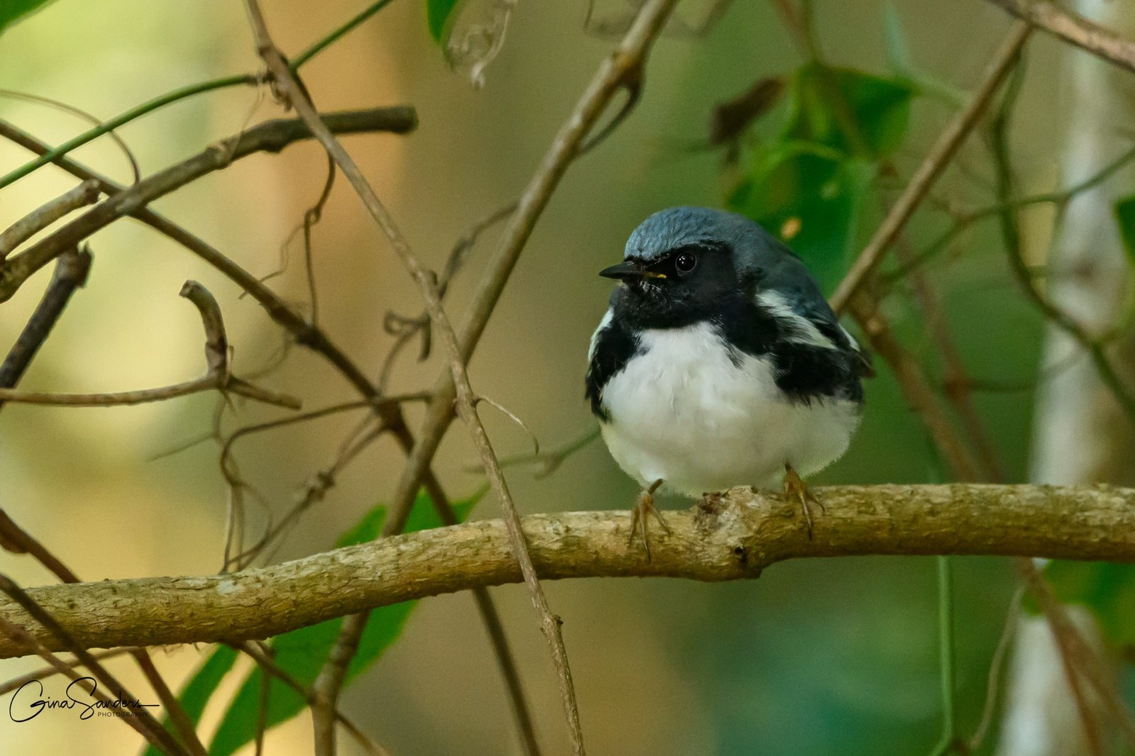 SIB “Bird of the Week” – Fall Migrating Warblers