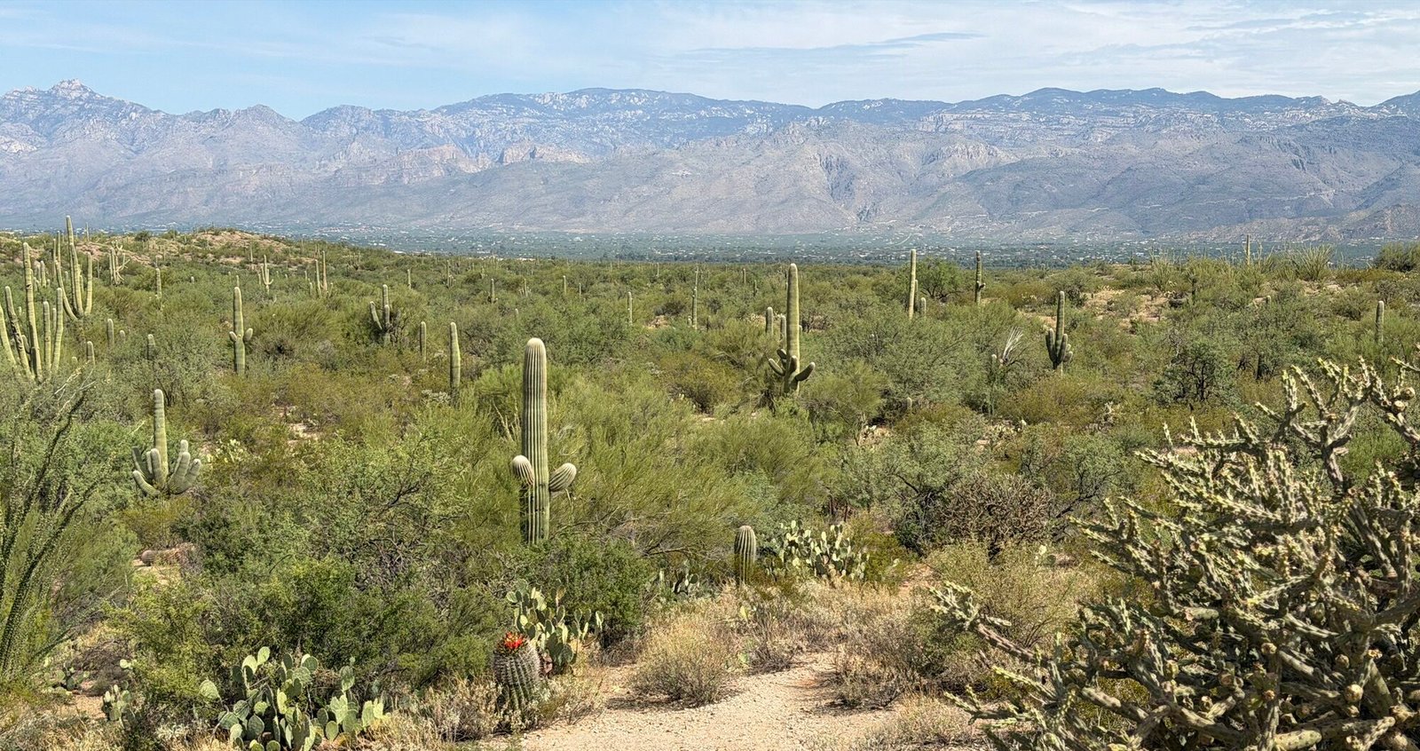 Late Summer Birding in Arizona