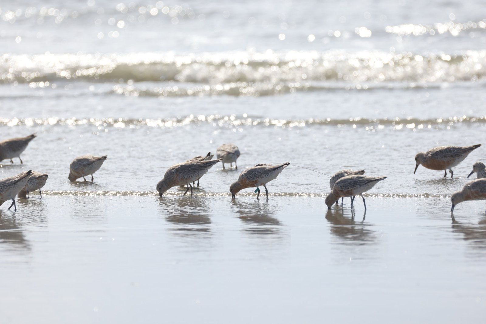 Red Knot Tracking Update 7: Southbound from Breeding Grounds!