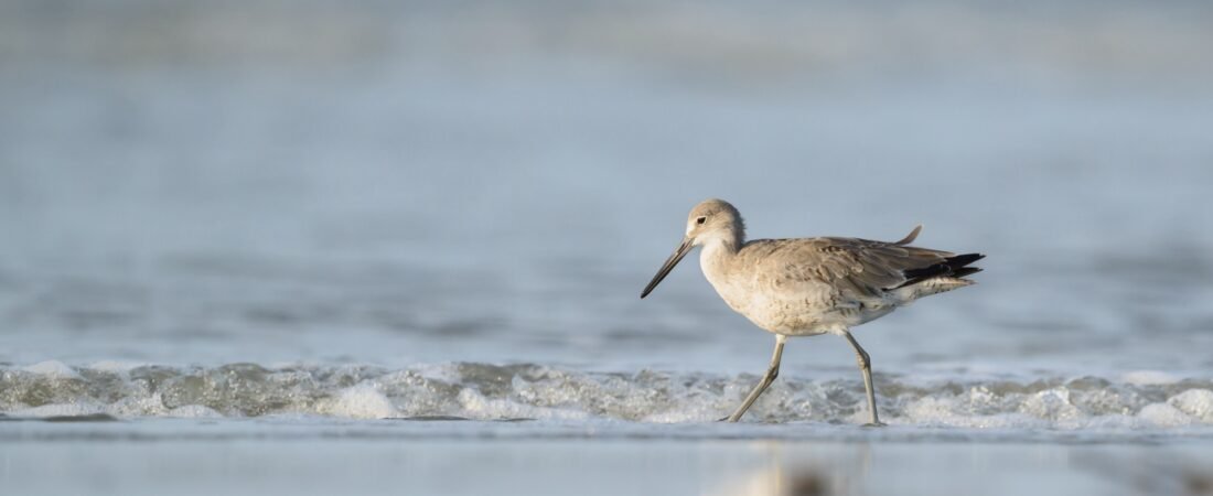 SIB “Bird of the Week”- Willet