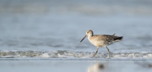 SIB  “Bird of the Week”- Willet