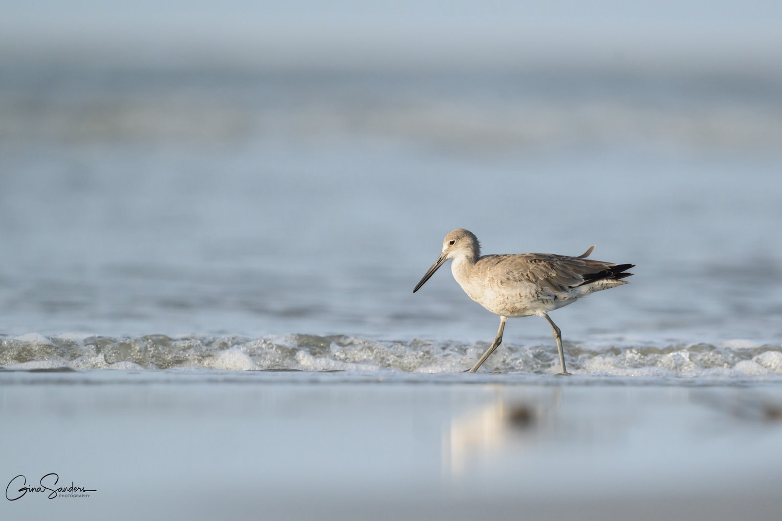 SIB  “Bird of the Week”- Willet