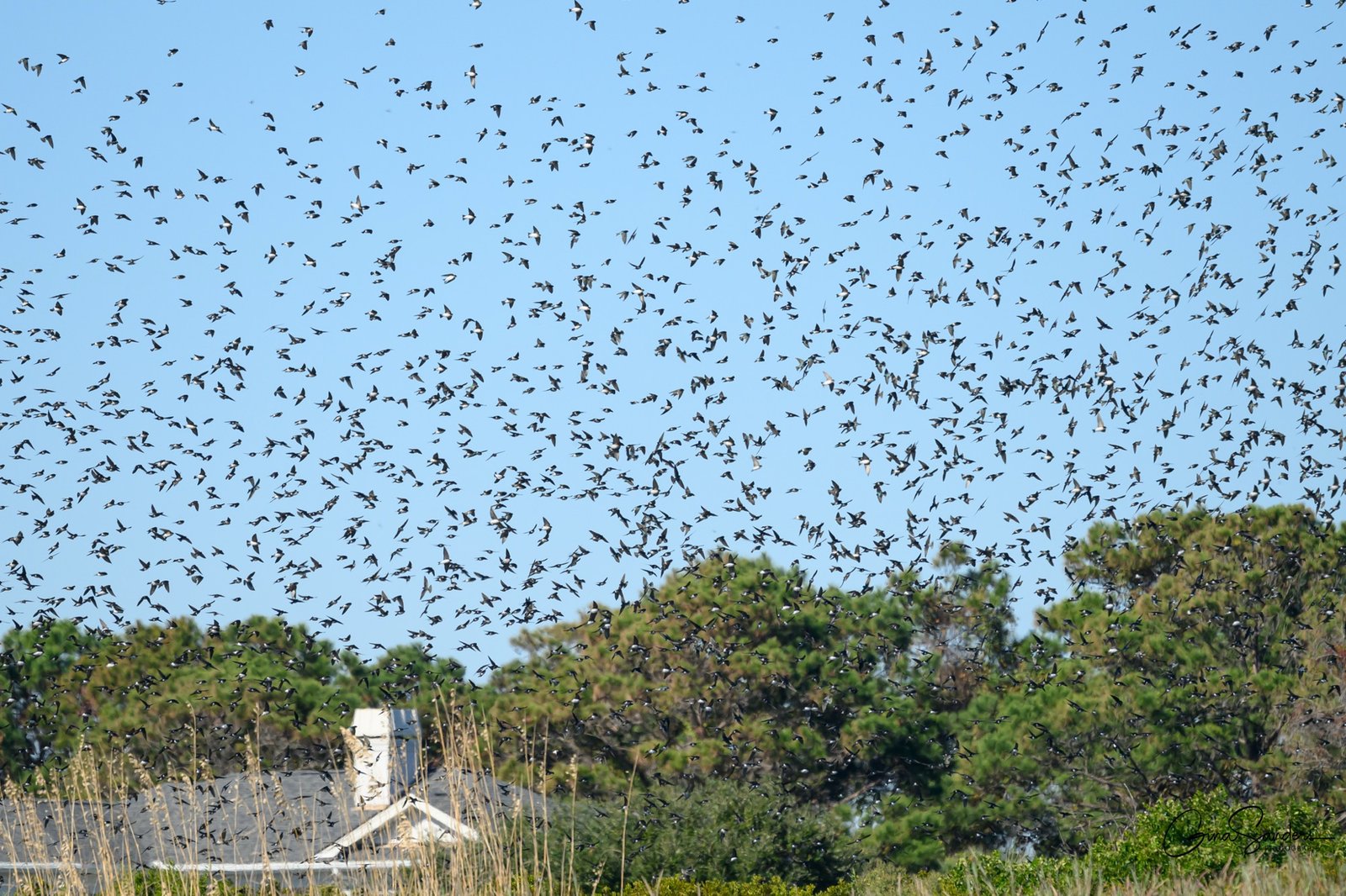 SIB “Bird of the Week”- Tree Swallow